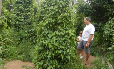Private Kampot Pepper Tour, Salt Field, Cave Temple, Secret Lake by Tuk Tuk